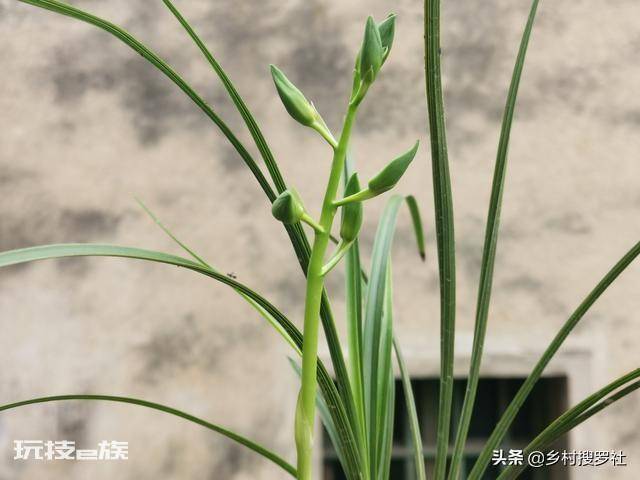兰花要晒太阳吗(平时兰花晒太阳好还是不晒太阳好)-图片4